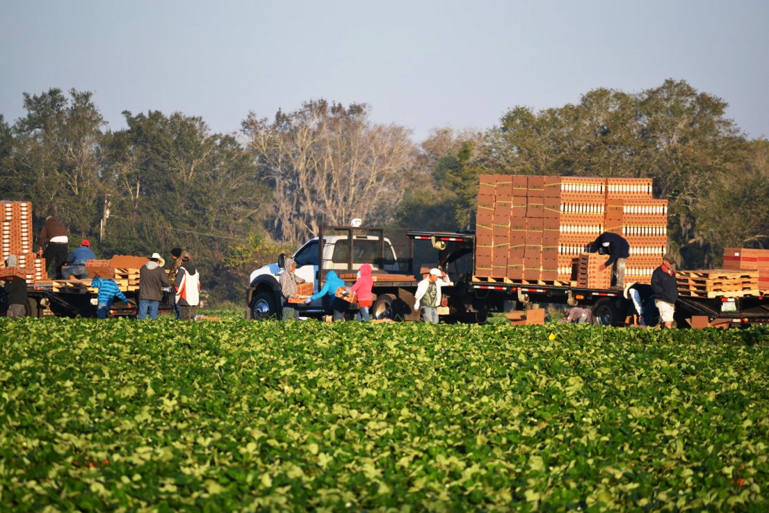 Strawberry Pickers Working Field 
